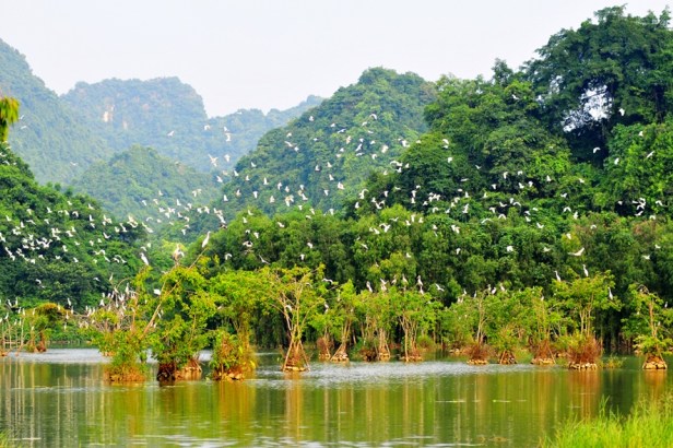 vuon-chim-thung-nham.jpg